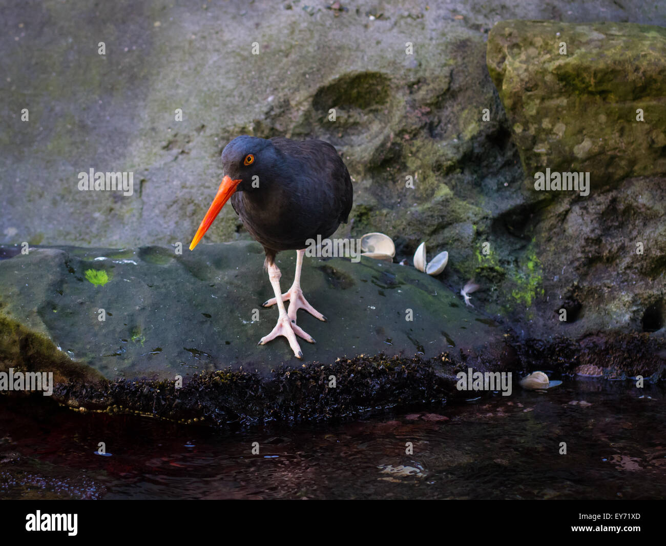 A black oystercatcher with an orange beak perches on a rock by the