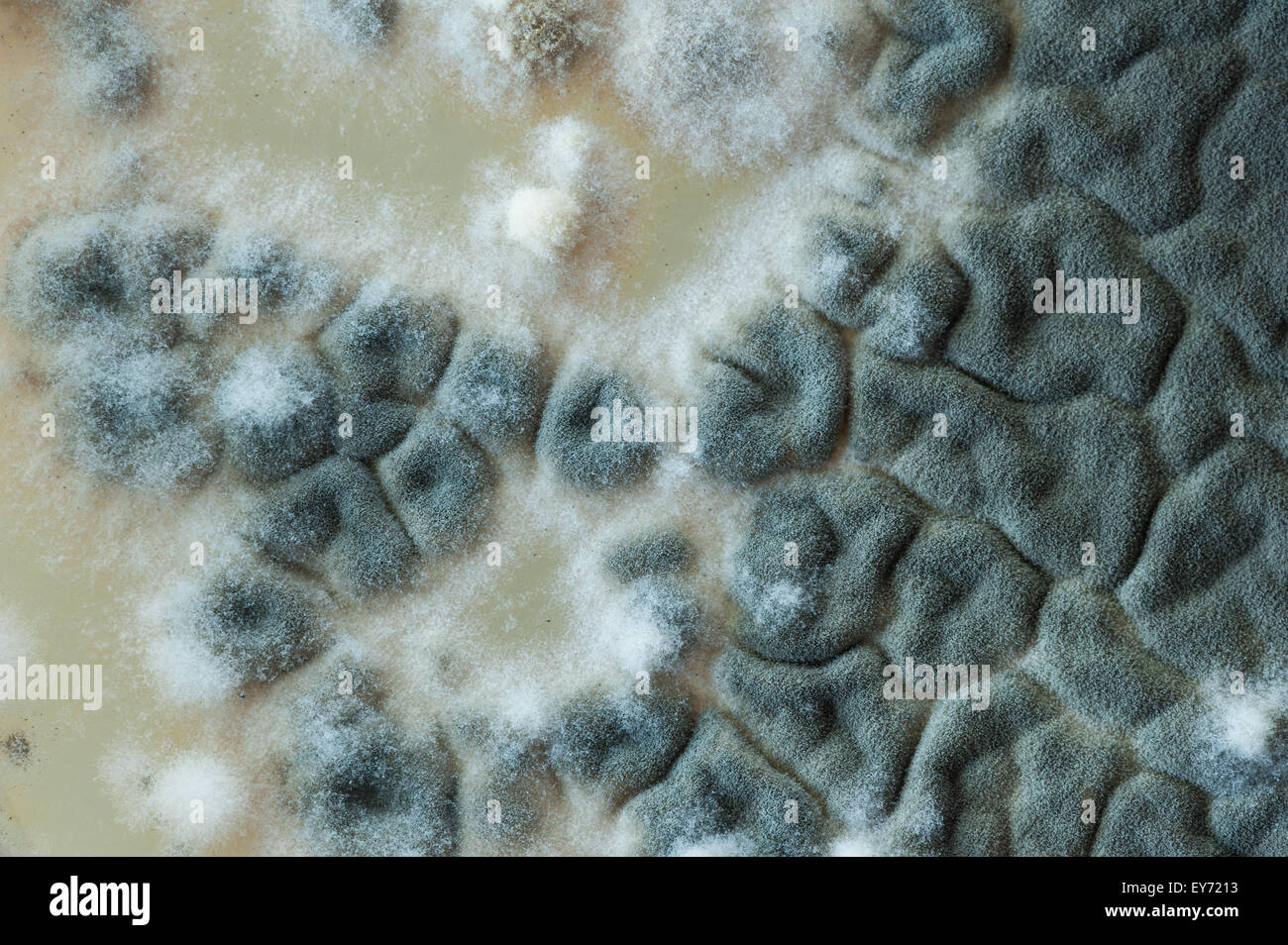 Interesting patterns at boundaries between pin mould fungi and the deep green  turquoise blue color of spores in penicillium Stock Photo
