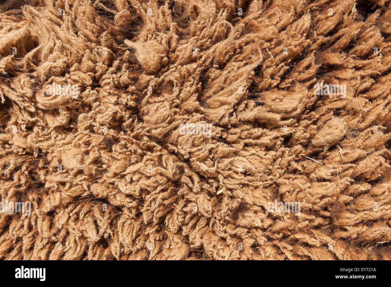 one year growth, a Shetland sheep wool coat close up before its sheared showing varied texture very soft and well crimped fleece Stock Photo