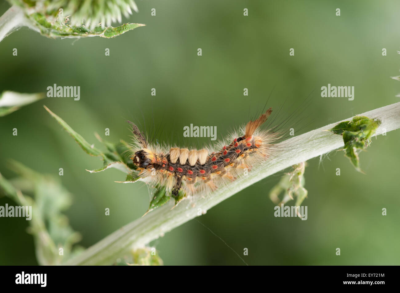 The Rusty Tussock Moth climbing amongst globe thistles it is a very hairy caterpillar and the irritating fine hairs a defense Stock Photo