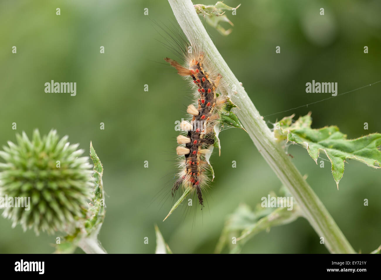 The Rusty Tussock Moth climbing amongst globe thistles it is a very hairy caterpillar and the irritating fine hairs a defense Stock Photo