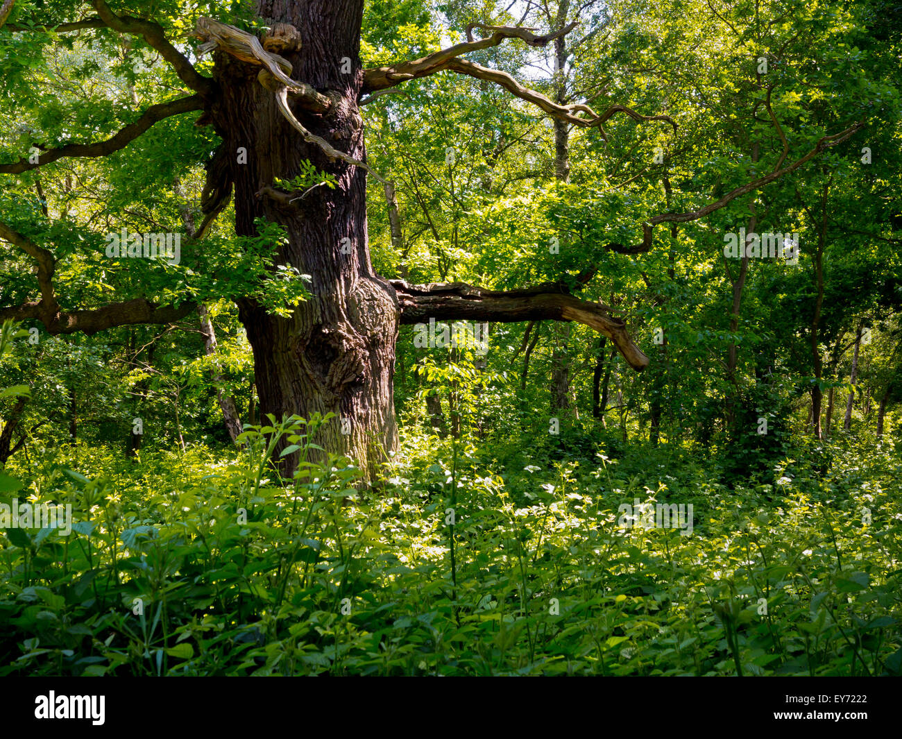 Old oak tree in Sherwood Forest near Edwinstowe Nottinghamshire England UK famous for its link