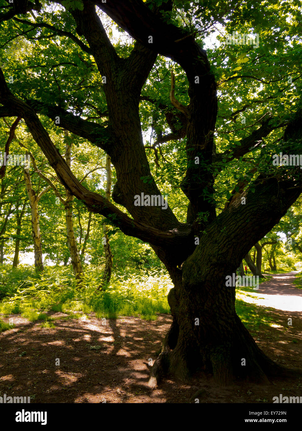 Trees in Sherwood Forest near Edwinstowe Nottinghamshire England UK