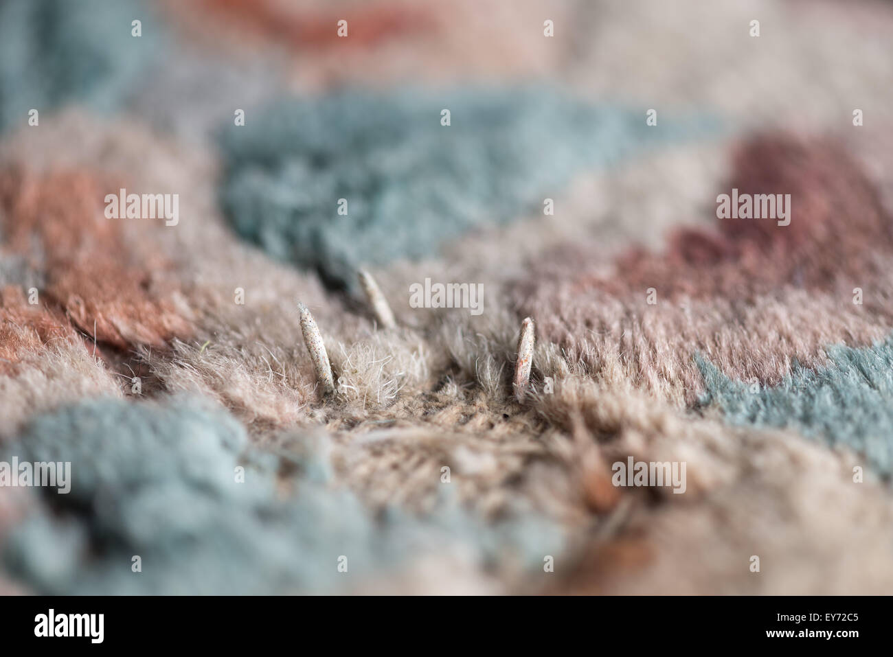 pupae casing with live carpet moth larvae encased in protective case