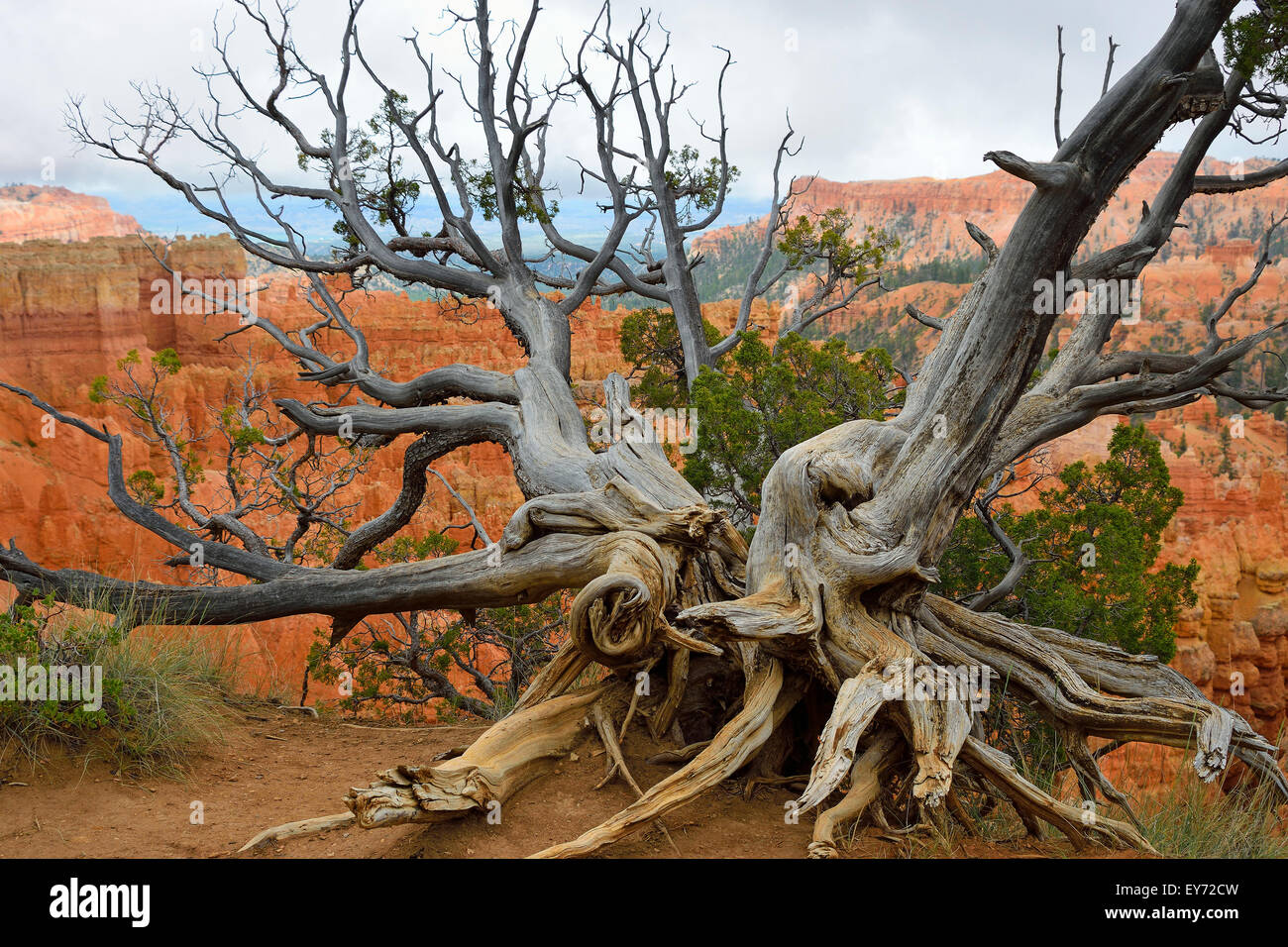 Bristlecone pine tree at the rim of the Bryce Canyon, Utah, USA Stock Photo