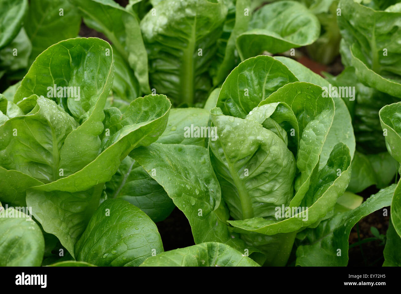 Close up of Little Gem Romaine Lettuce in a garden. Small lettuces growing in a row in a garden. Organic gardening. Stock Photo