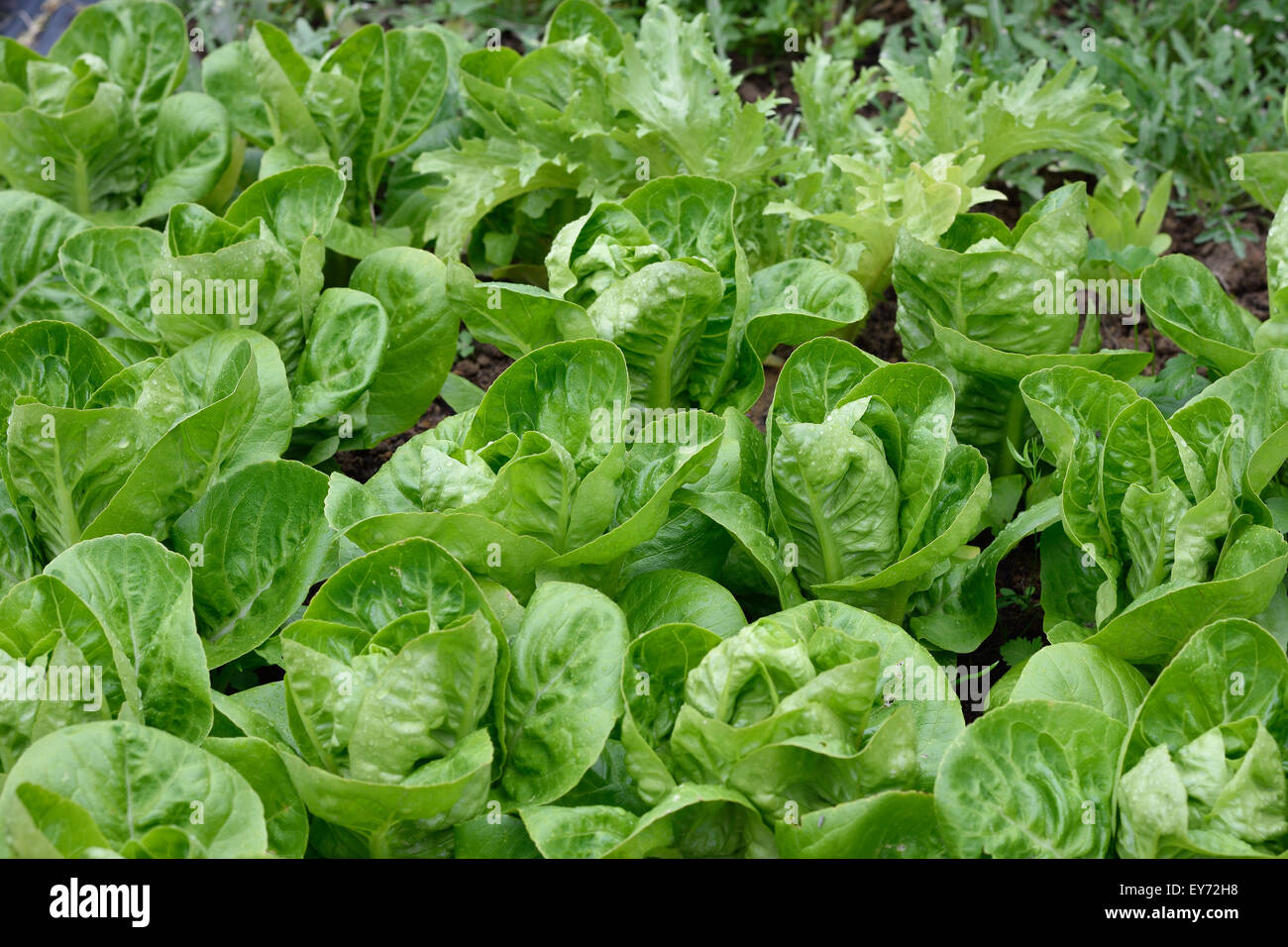 Differen kind of lettuces growing in a rows in a garden. Little Gem Romaine Lettuce, Endive and wild rocket. Organic gardening. Stock Photo