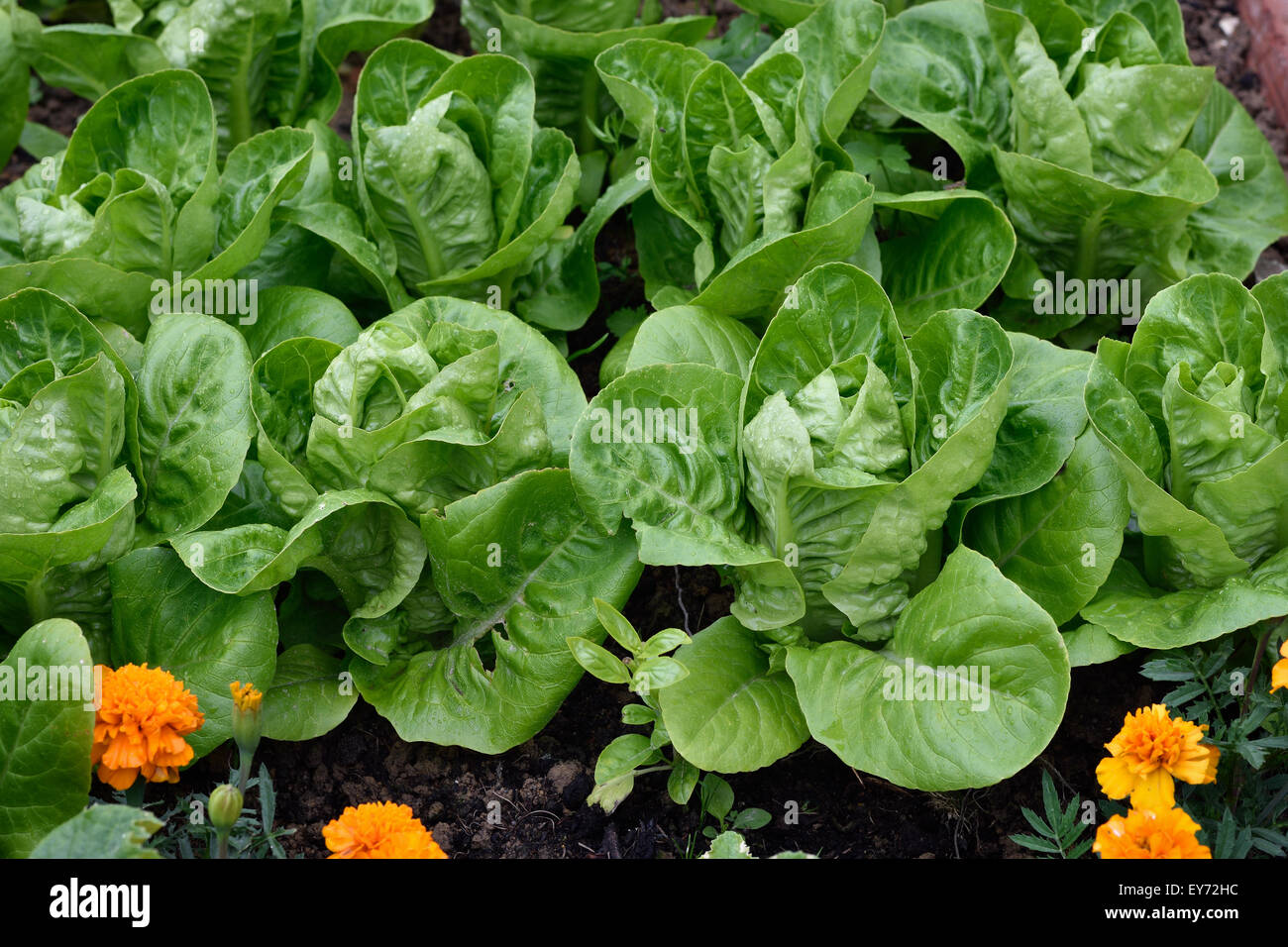 Little Gem Romaine Lettuce in a garden. Angle view. Small lettuces