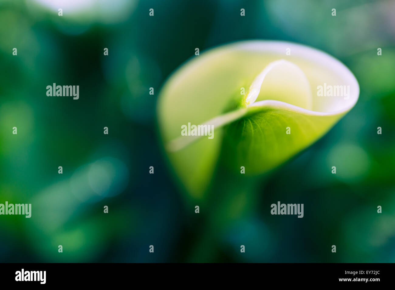 Calla lily flower Stock Photo Alamy
