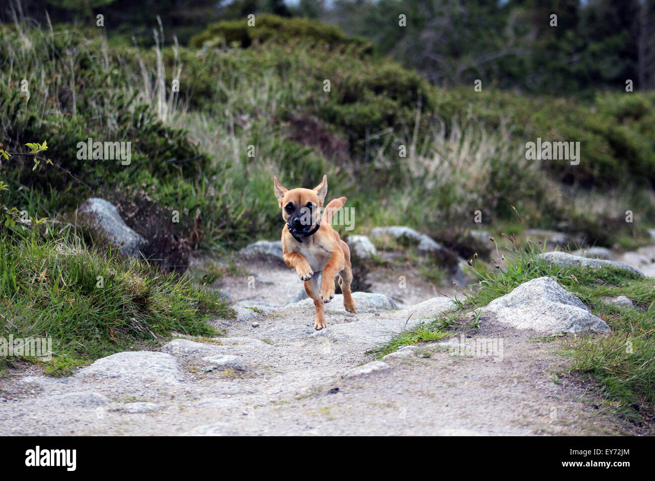 1, a, action, adult, animal, animals, Kassi, Aussies, Australian, autumn, autumnal, autumnally, autumn-time, blue, dog running Stock Photo