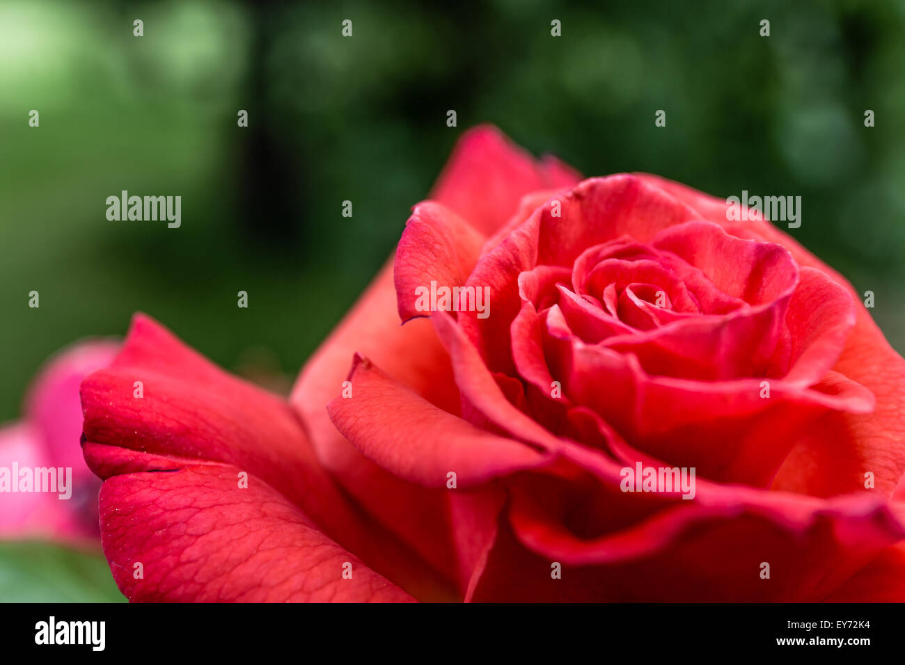 Red rose petals hi-res stock photography and images - Alamy