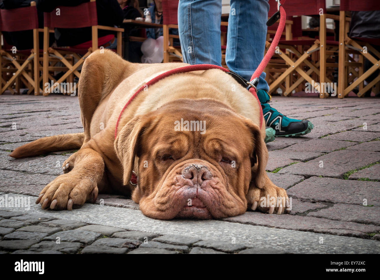 Bordeaux Mastiff on the leash, lying on the sidewalk, Potsdam, Brandenburg, Germany Stock Photo