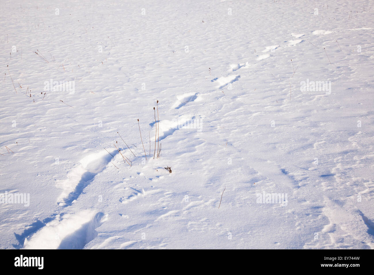 traces on snow Stock Photo - Alamy