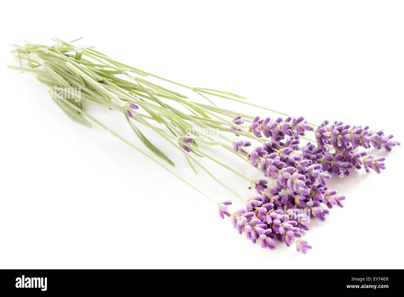 Lavender flowers Stock Photo