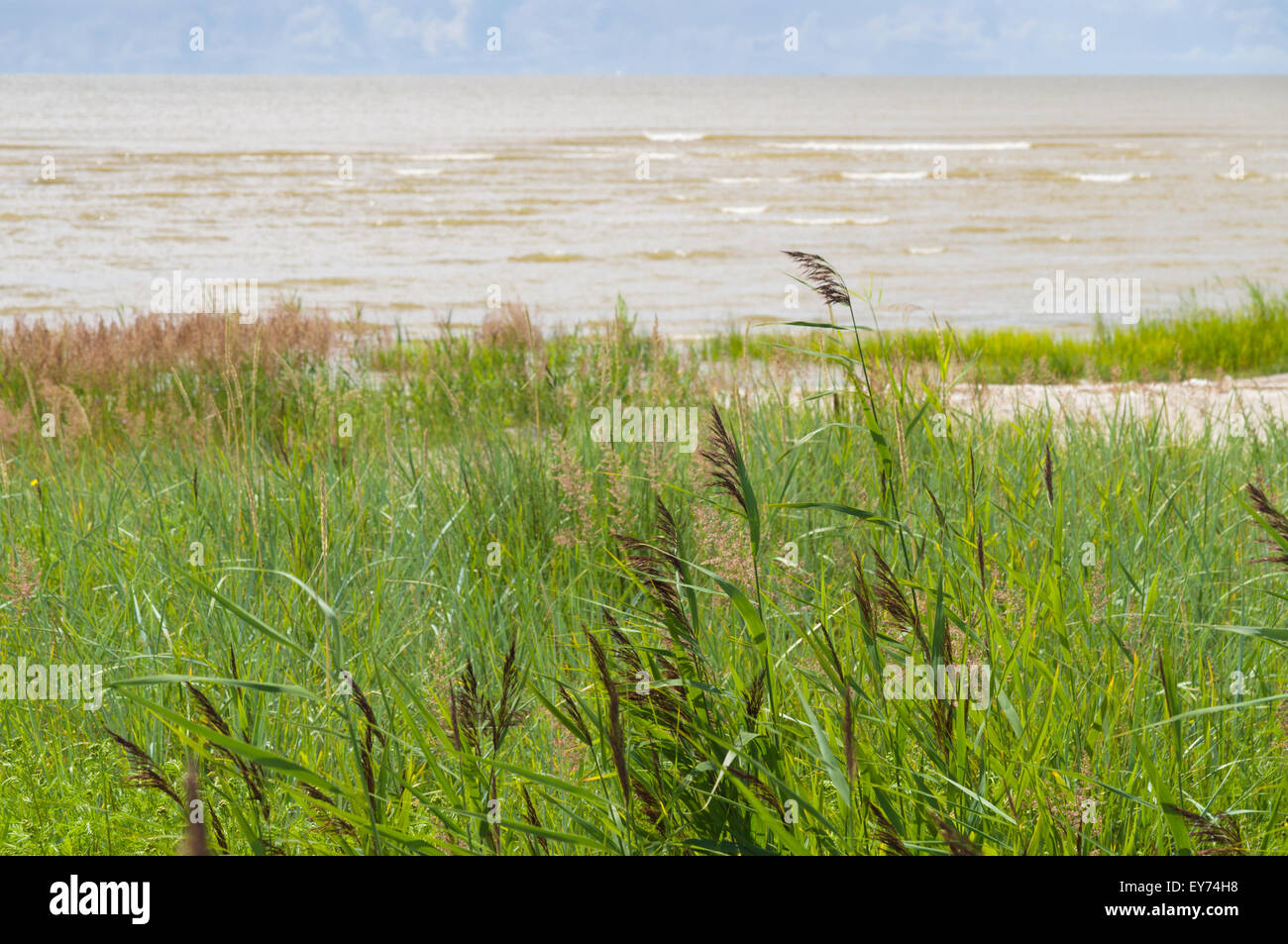 Sedge grass on the seacoast Stock Photo