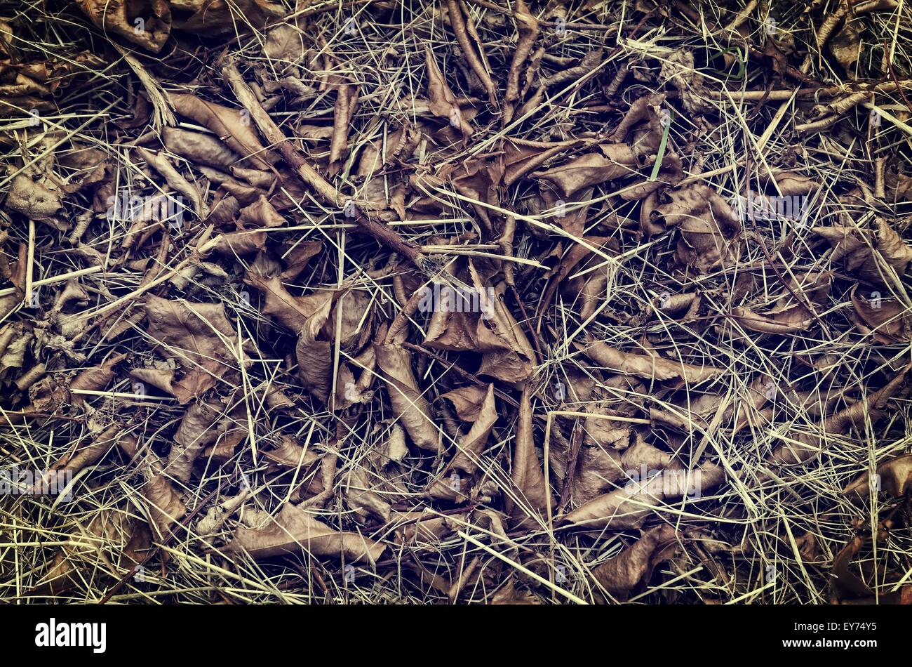 Texture ground cover hi-res stock photography and images - Alamy