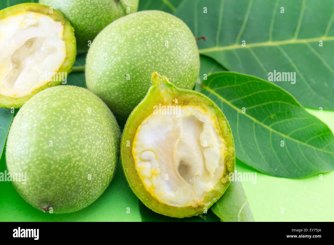 Macadamia nut tree hi-res stock photography and images - Alamy