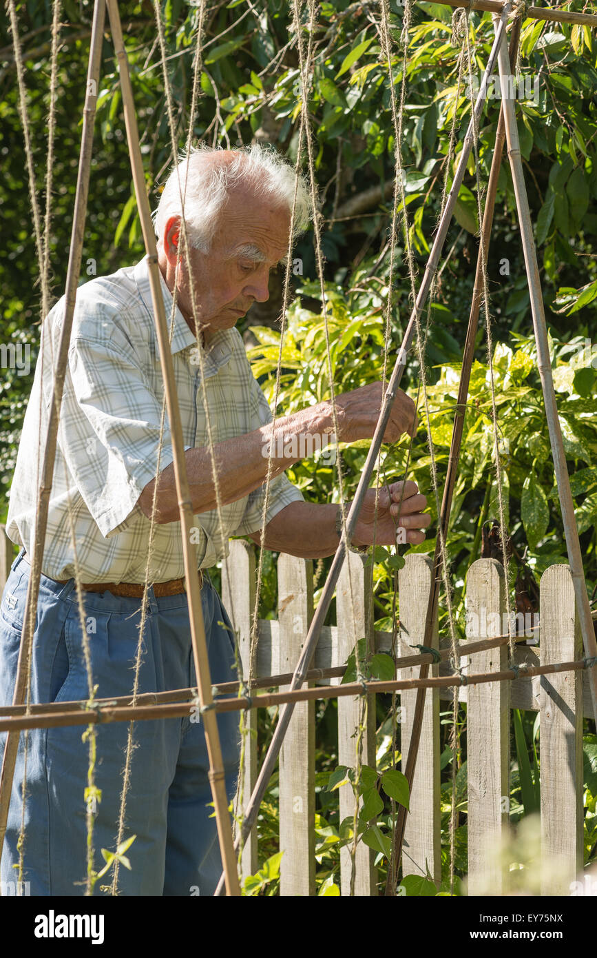 giving a helping hand to train the growing tips of runner bean plants up the vine string a good hand eye coordination activity Stock Photo