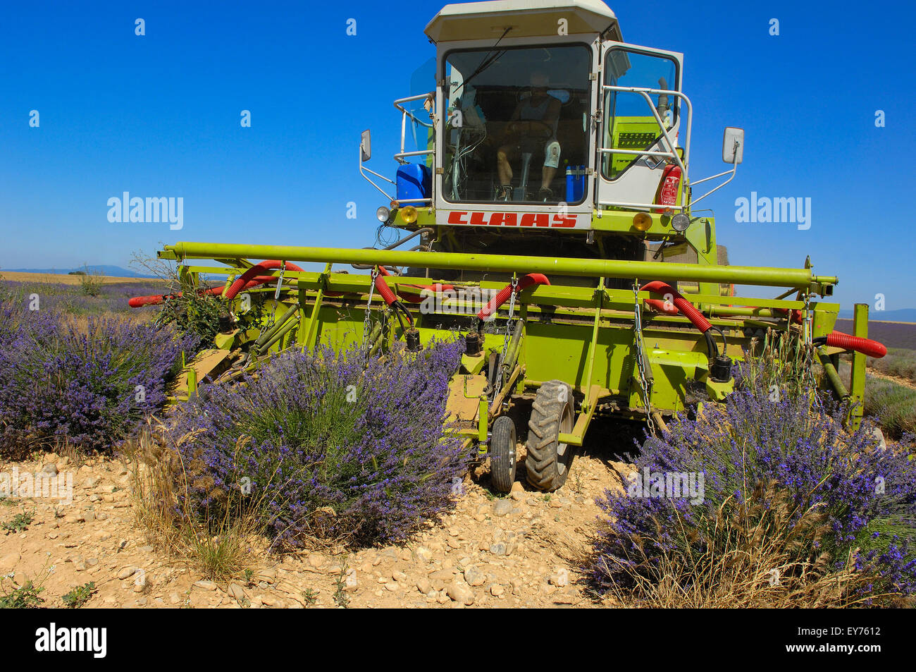 Lavender harvest in July at Plateau de Valensole. Alpes-de-Haute-Provence. Valensole, France. Stock Photo