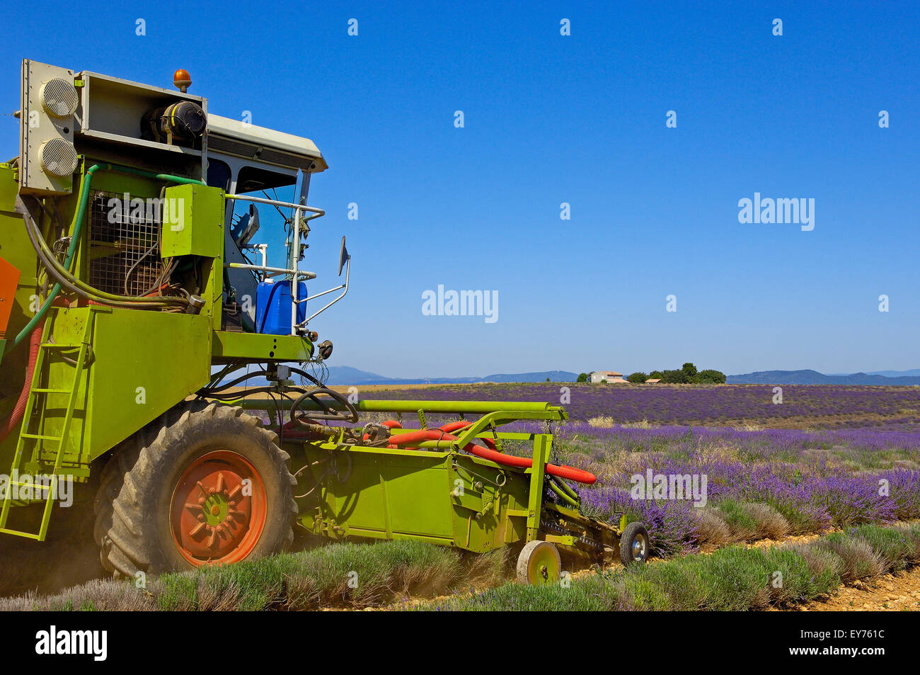 Lavender harvest in July at Plateau de Valensole. Alpes-de-Haute-Provence. Valensole, France. Stock Photo
