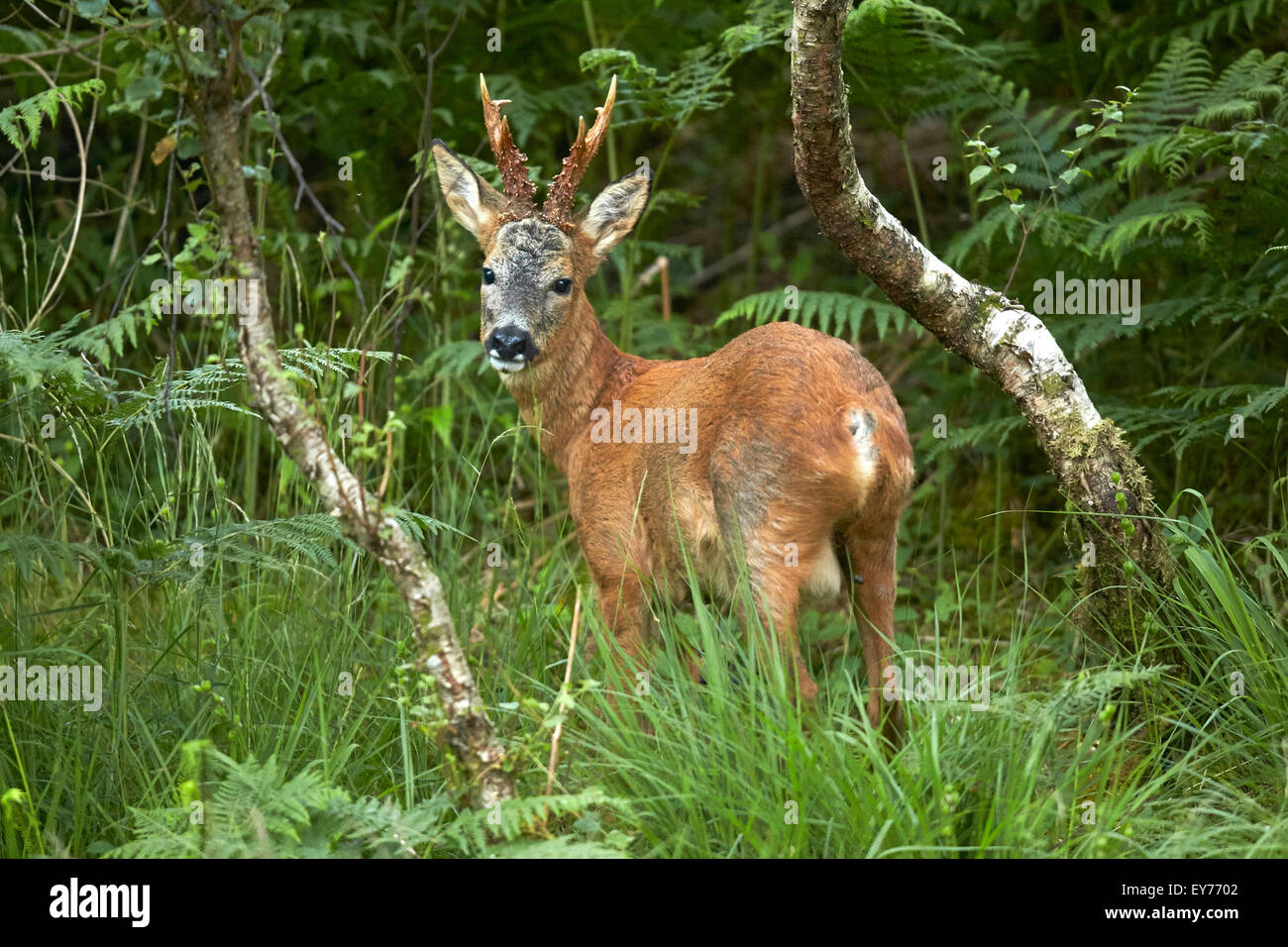 Roe Deer buck (Capreolus Capreolus)  in woodland meadow Stock Photo