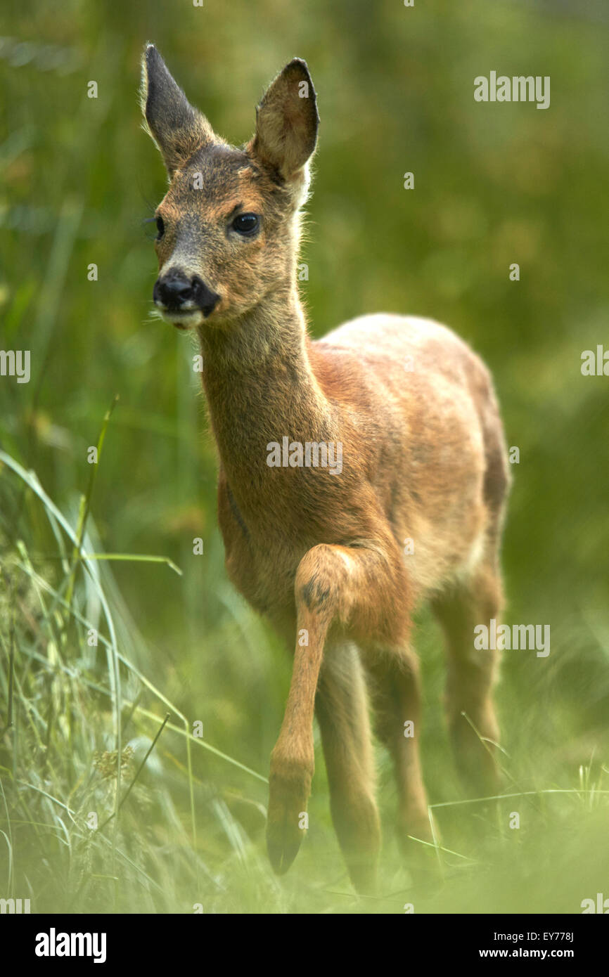 Roe Deer Fawn Hi res Stock Photography And Images Alamy roe-deer-fawn-hi-res-stock-photography-and-images-alamy