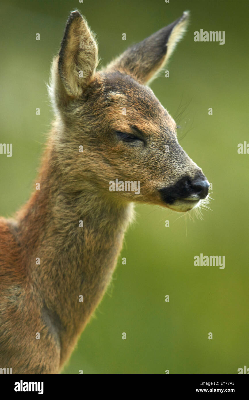 Portrait of a Roe deer (Capreolus capreolus) in grassland meadow Stock Photo