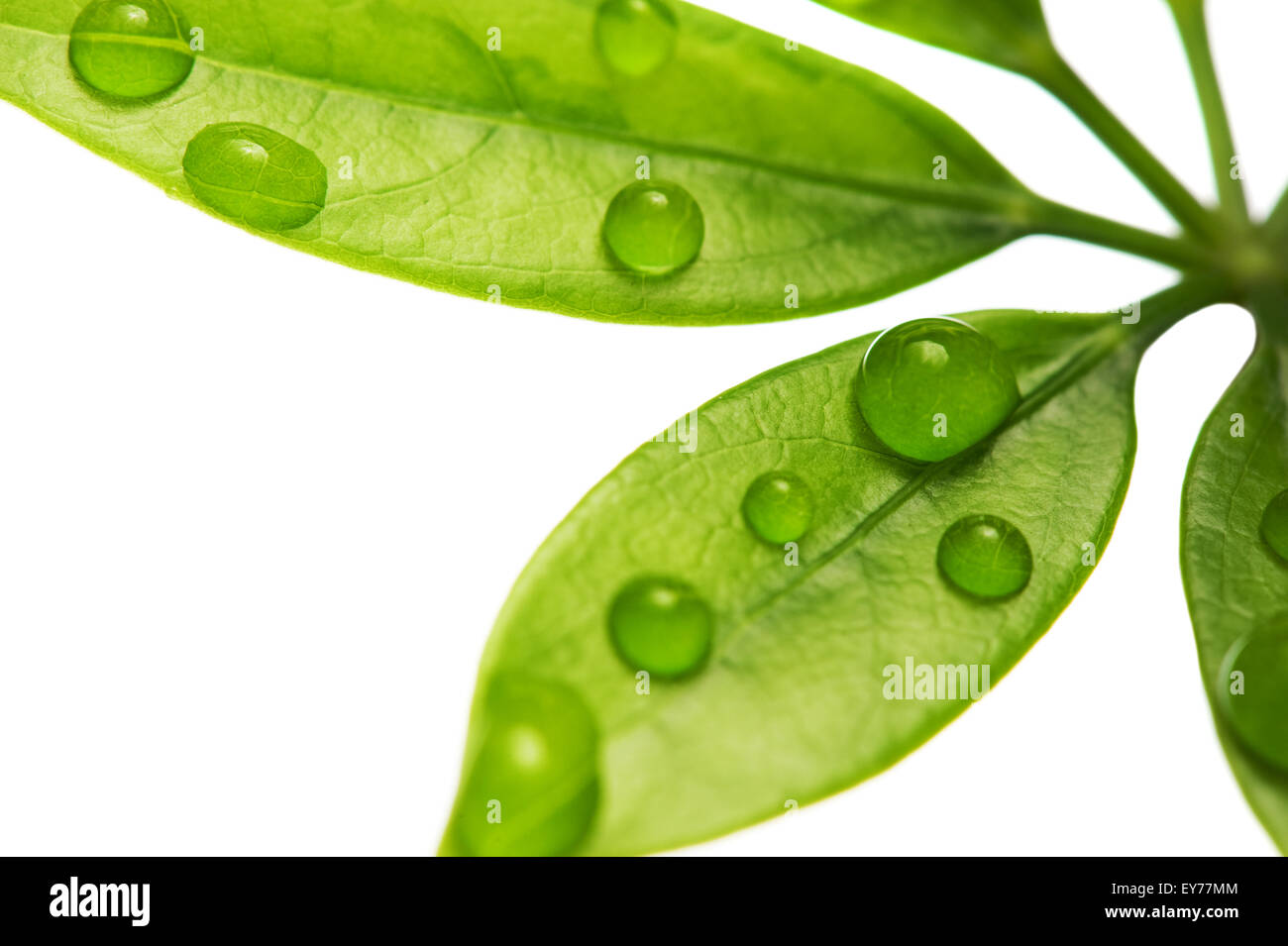 Water drops on fresh green leaves. Isolated on white background Stock ...