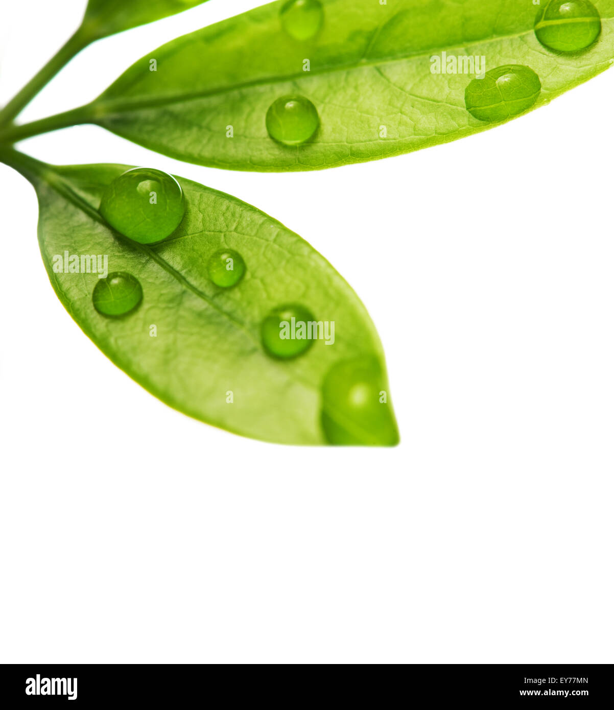 Water drops on fresh green leaves. Isolated on white background Stock ...