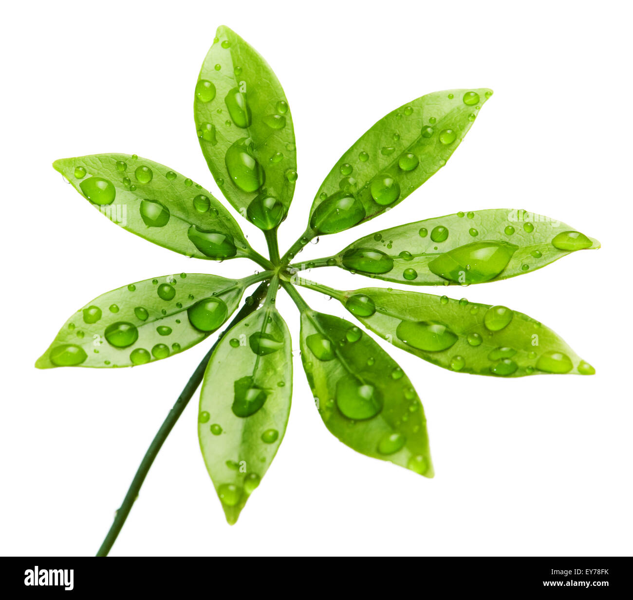 Water drops on fresh green leaves. Isolated on white background Stock ...