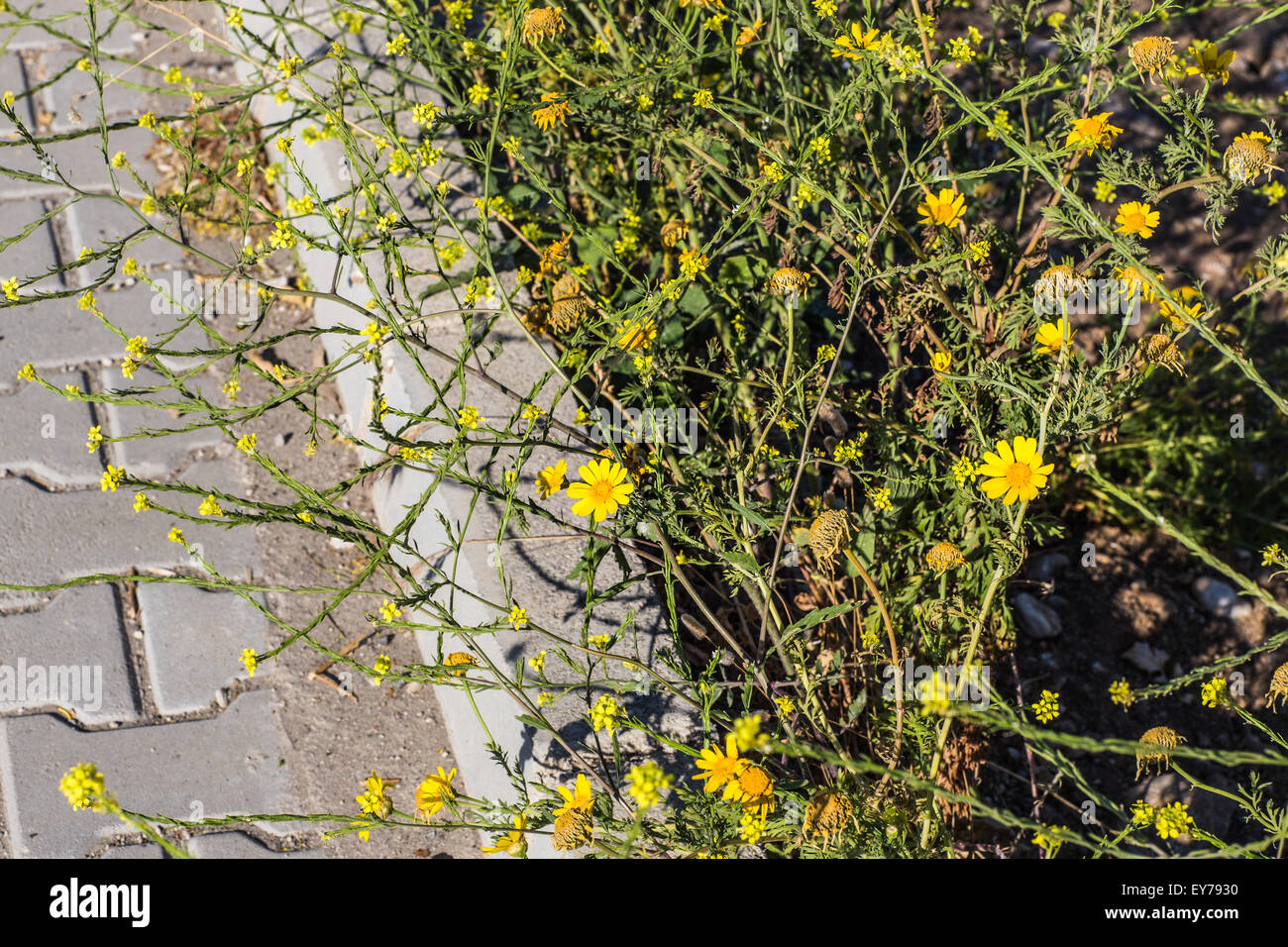 Yellow flowers on the roadside Stock Photo Alamy