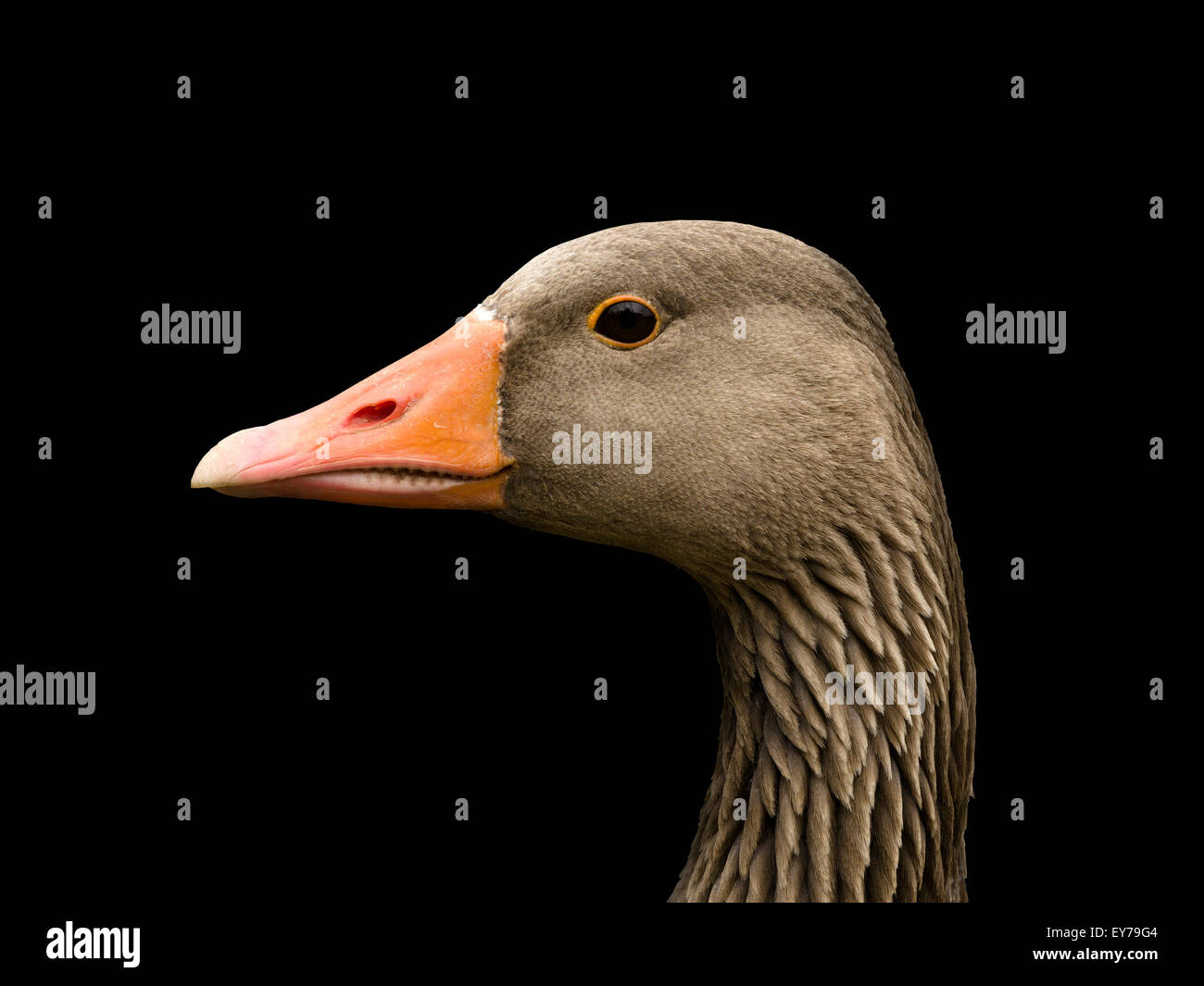 Head of wild Greylag goose (Anser anser) against black background, UK. Stock Photo