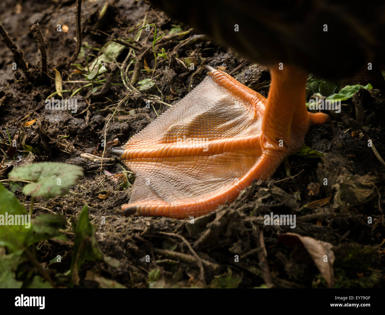 Closeup of orange webbed foot of Greylag goose, UK. Stock Photo