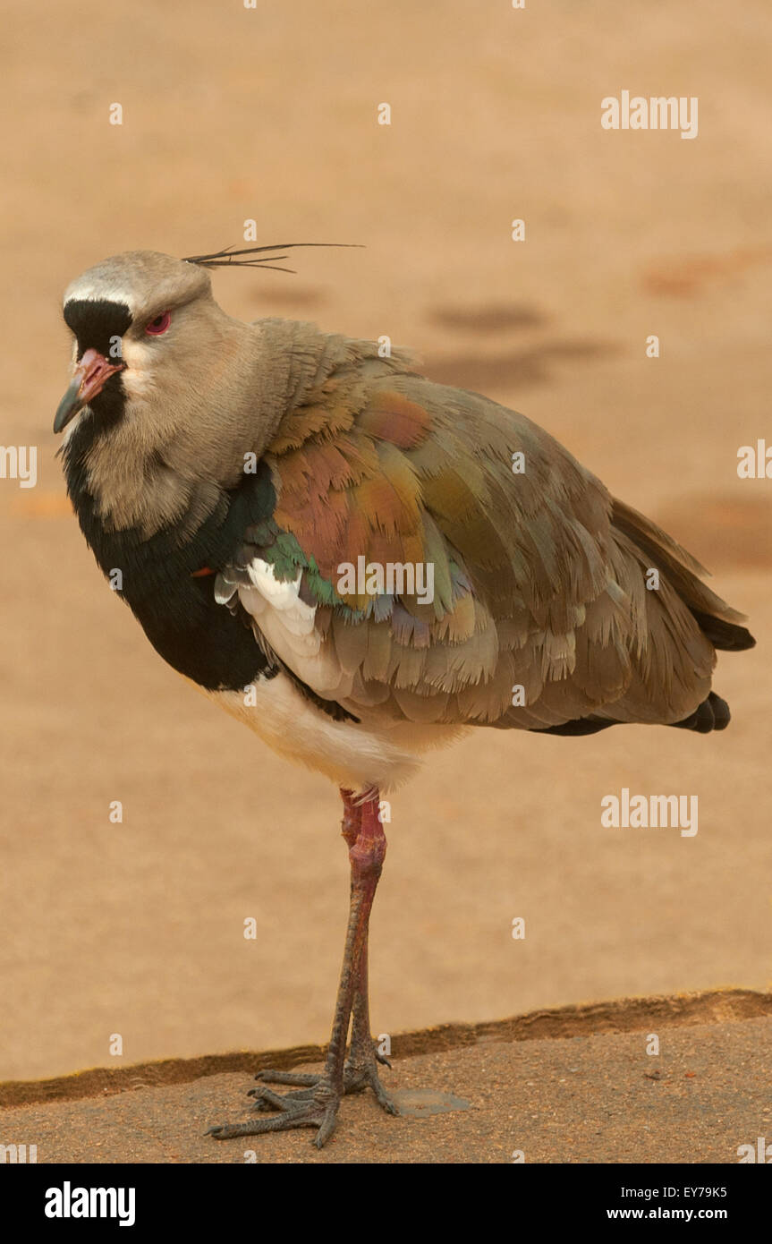 Vanellus chilensis, Southern Lapwing, Iguassu NP, Argentina Stock Photo