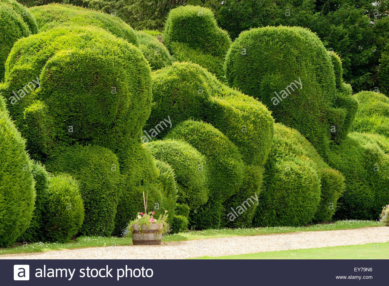 Elephant Hedge In Landscaped Gardens Of Rockingham Castle