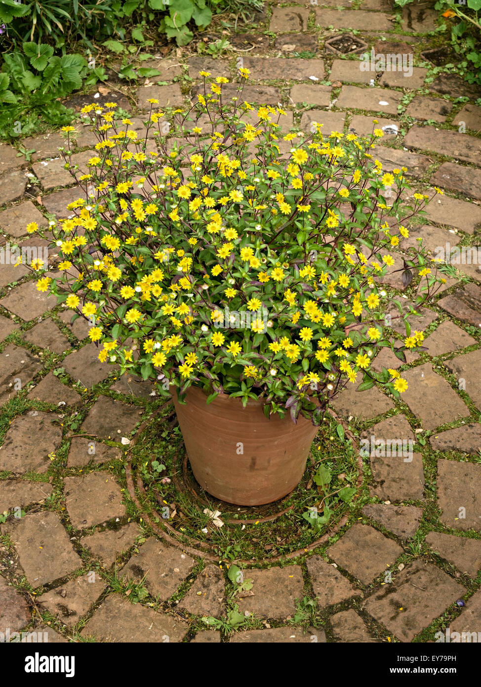 Yellow daisy plant in terracotta pot at centre of brick paved circle