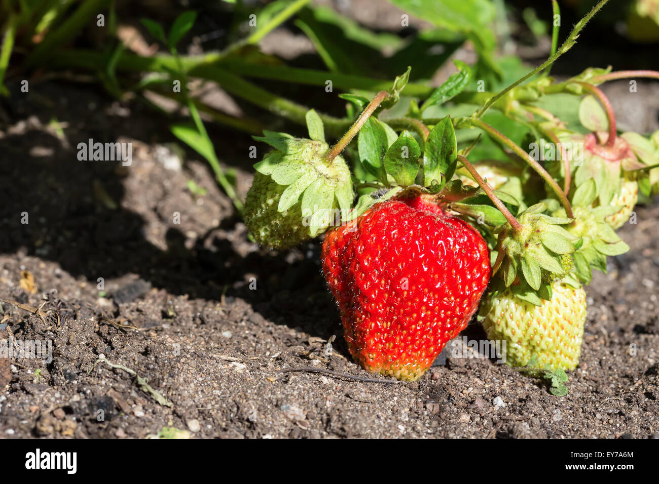 Strawberry grow in the garden, closeup Stock Photo - Alamy