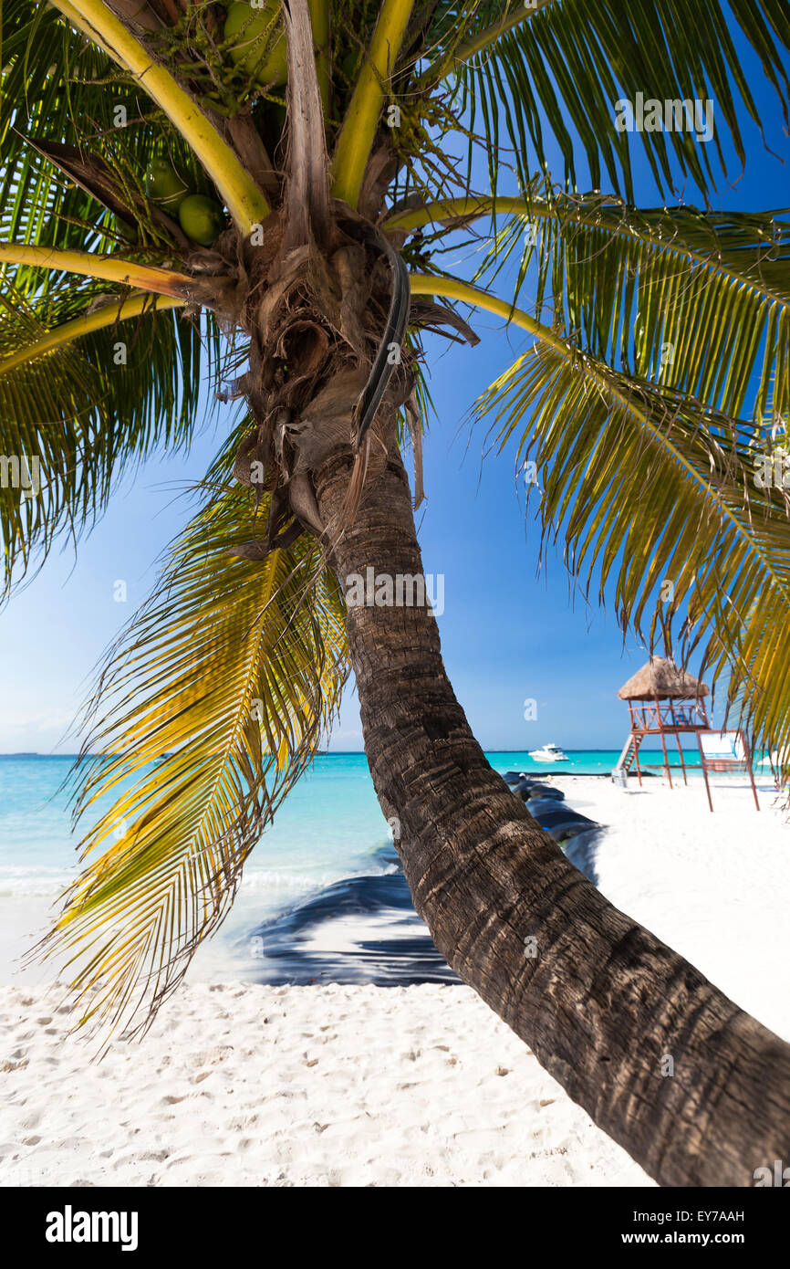 Tropical sand beach with palm trees hi-res stock photography and images ...