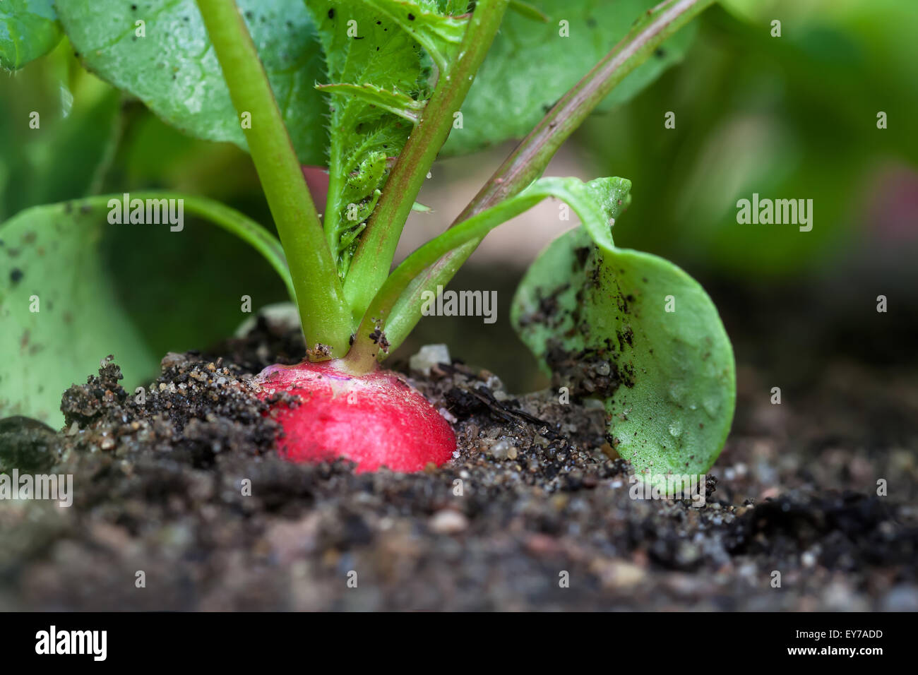 Radishes Ripe Ripe red radish in the garden, closeup Stock Photo - Alamy