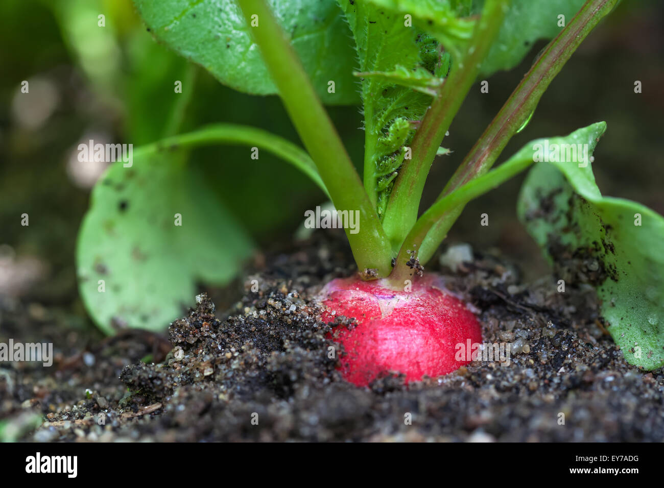 Ripe red radish in the garden, closeup Stock Photo - Alamy