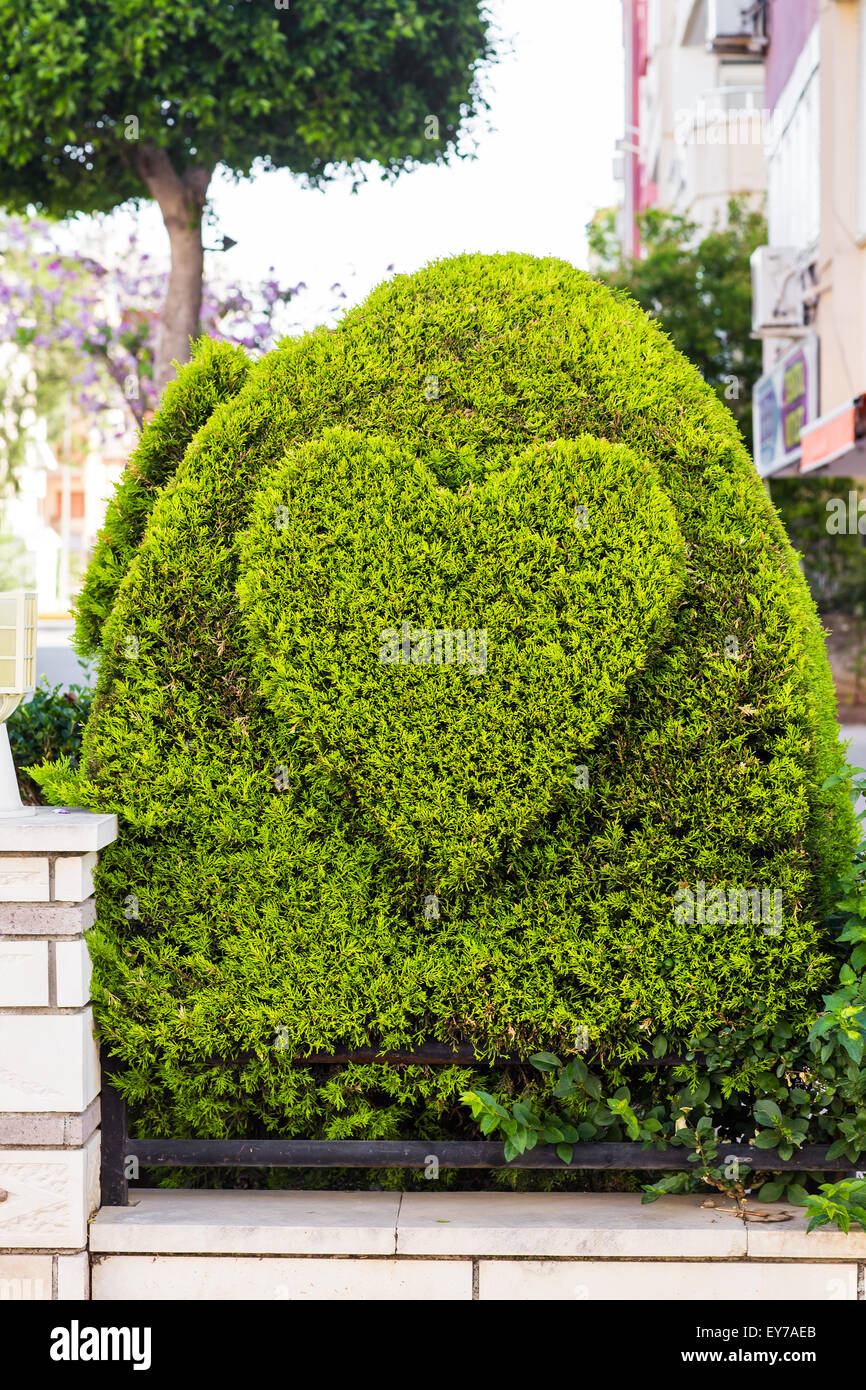 bush in the form of heart Stock Photo