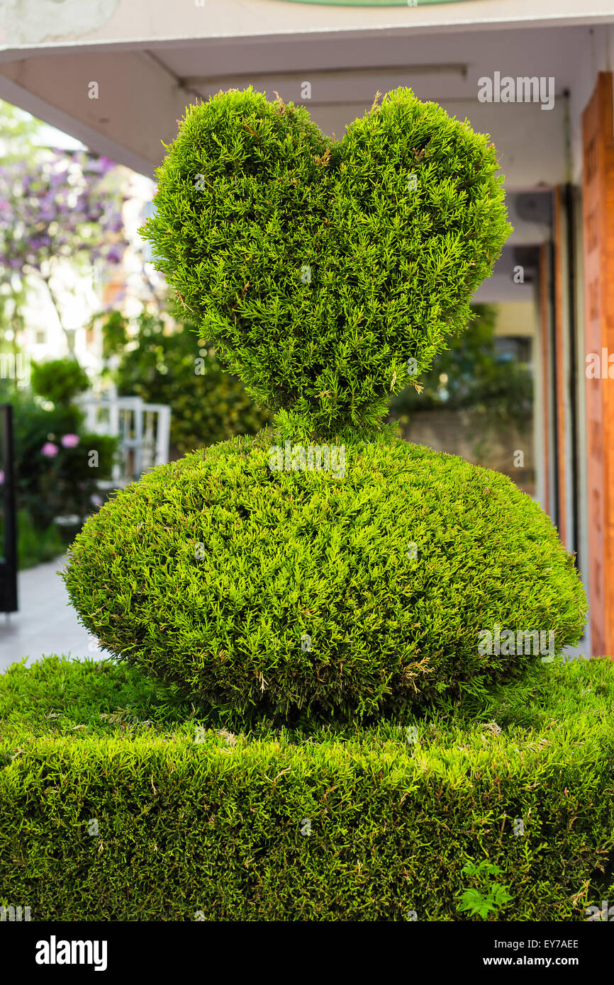 bush in the form of heart Stock Photo