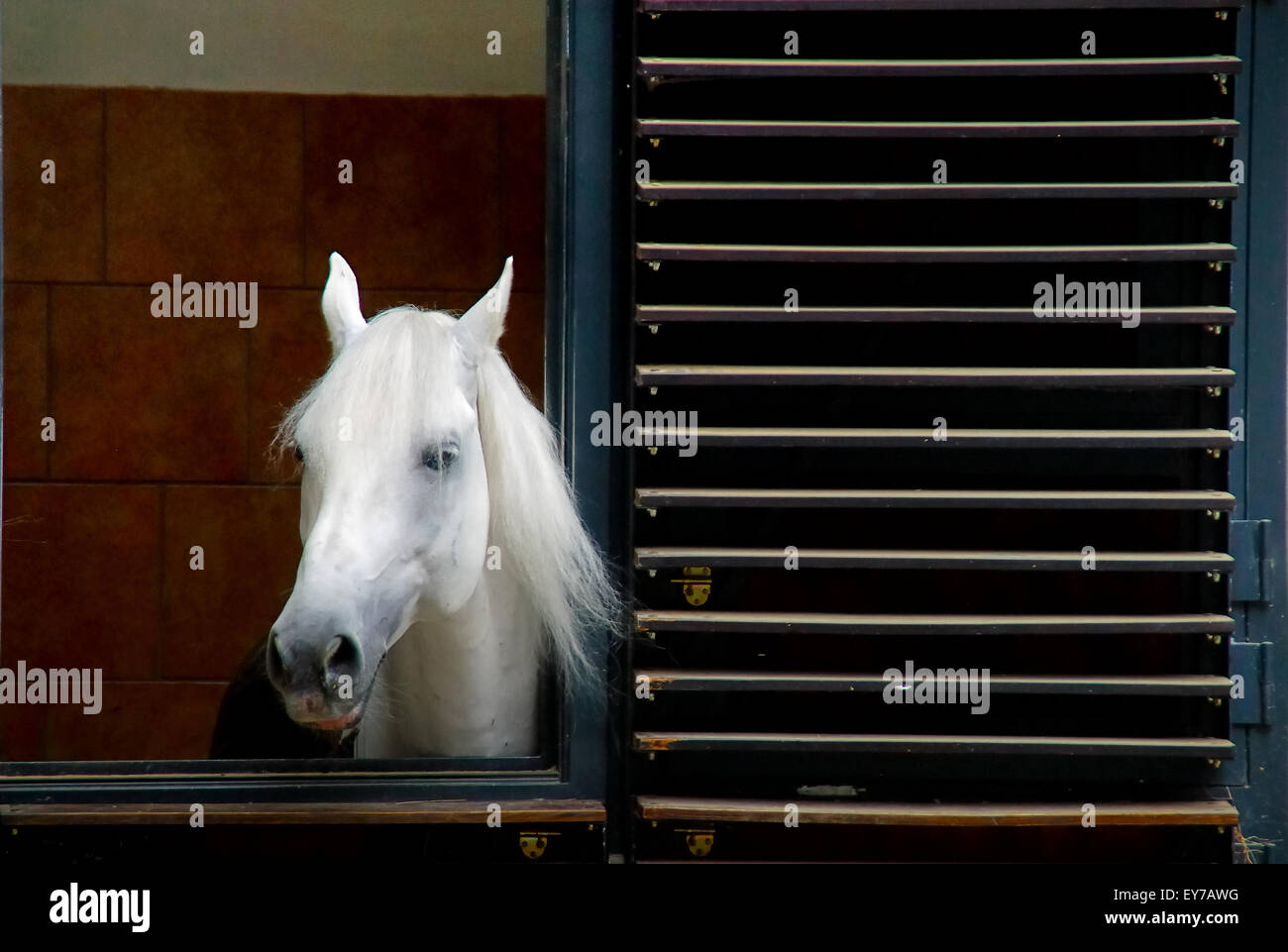 Vienna, Austria. The Spanish Riding School (German Spanische Hofreitschule) is a traditional