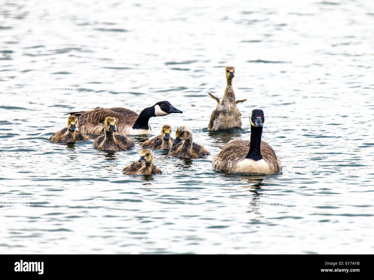 Canada goose family Stock Photo