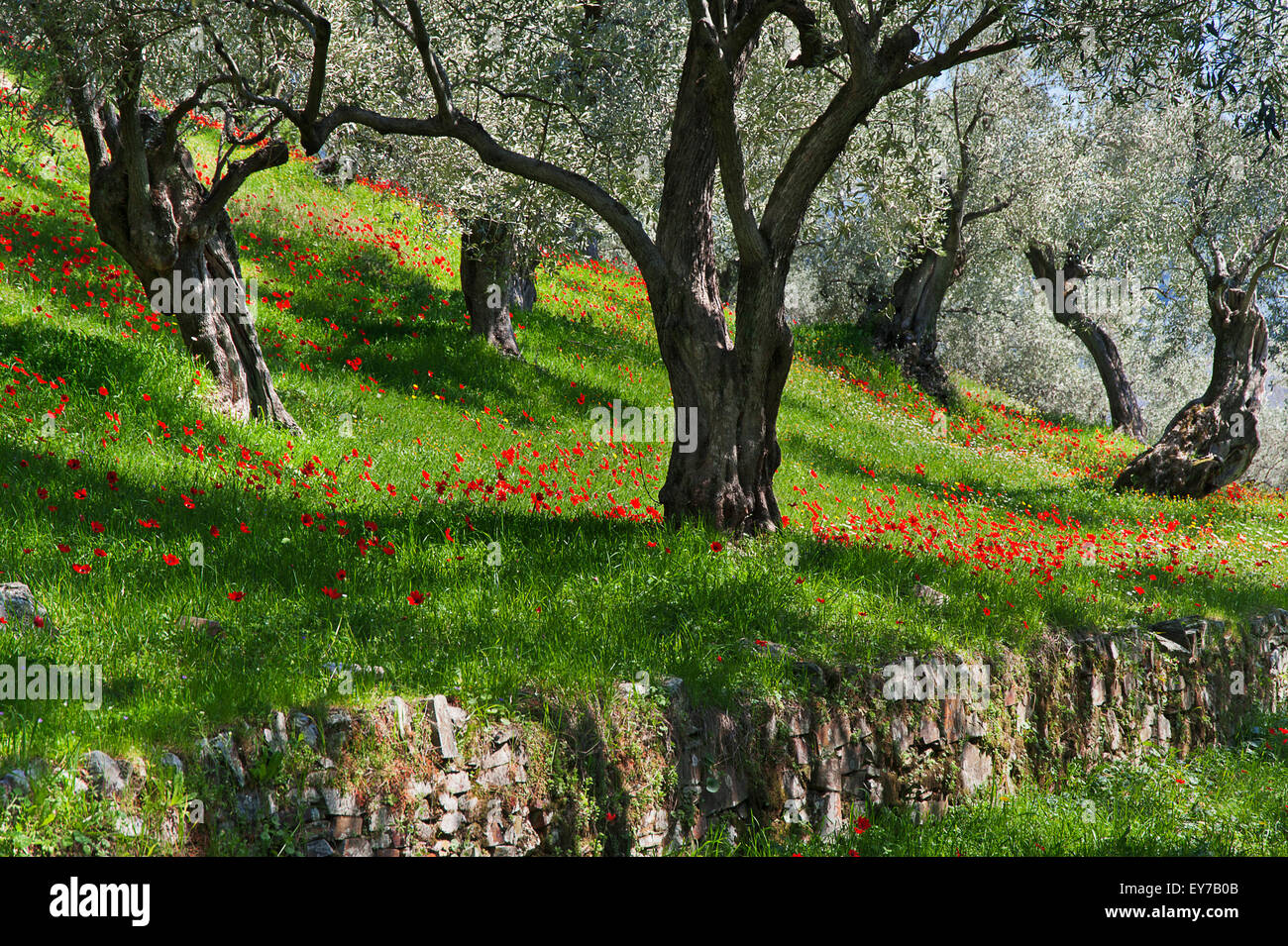 Vernal olive grove with poppy anemones on Pelion Peninsula, Thessaly, Greece Stock Photo