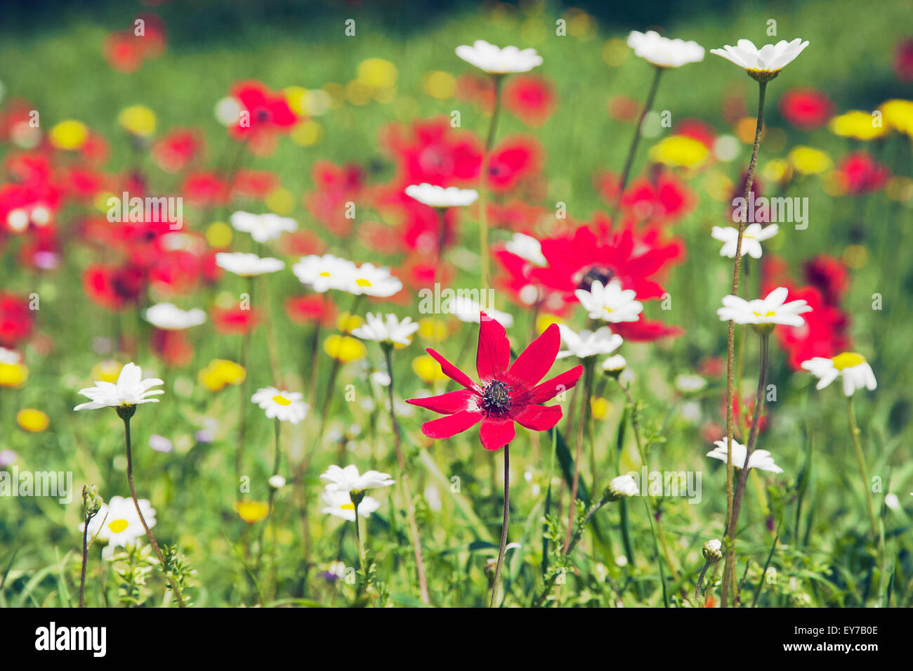 Wild anemones and chamomile in field of wildflowers on Pelion Peninsula, Thessaly,  Greece Stock Photo