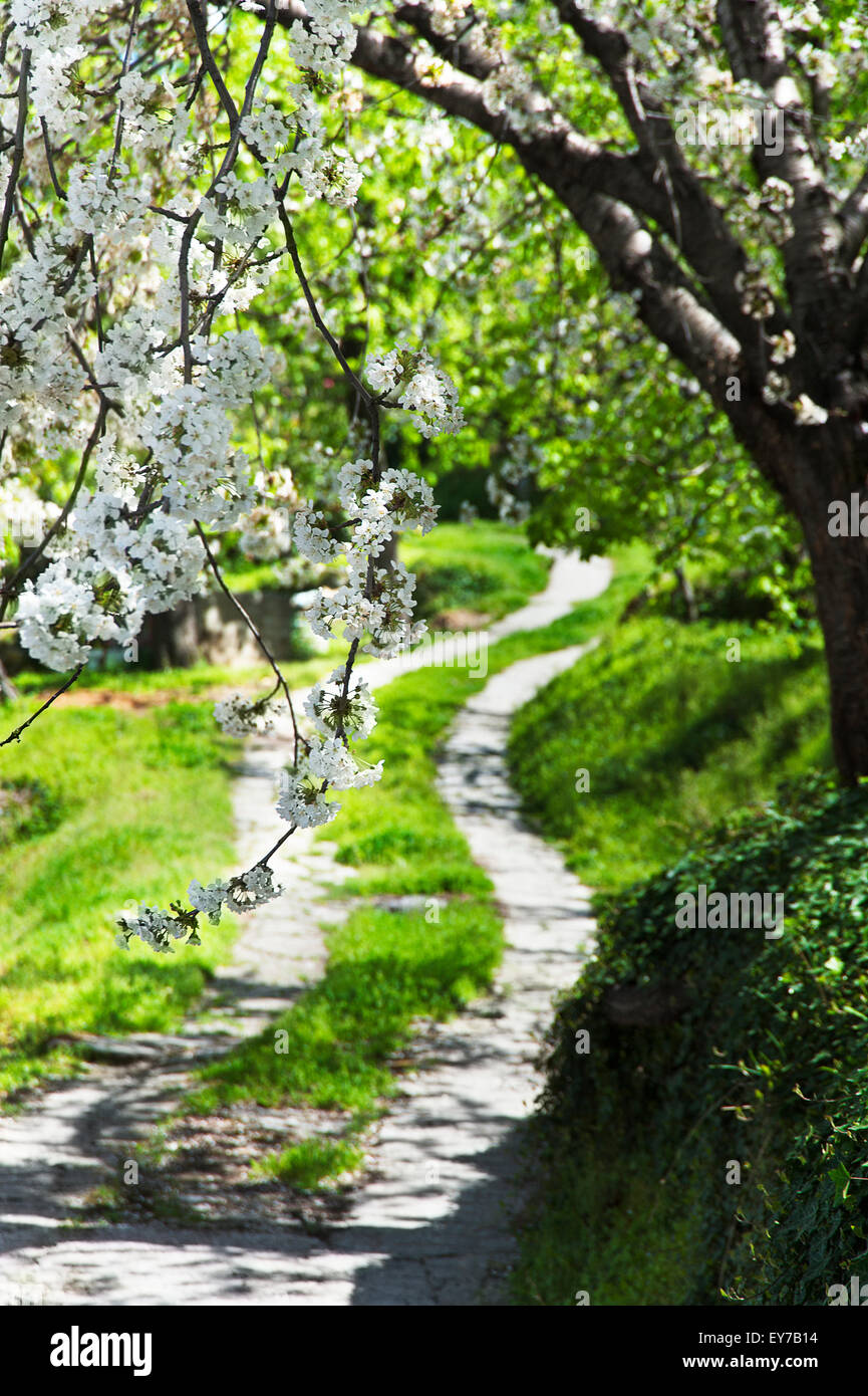 Flowering fruit tree alongside rural pathway Stock Photo