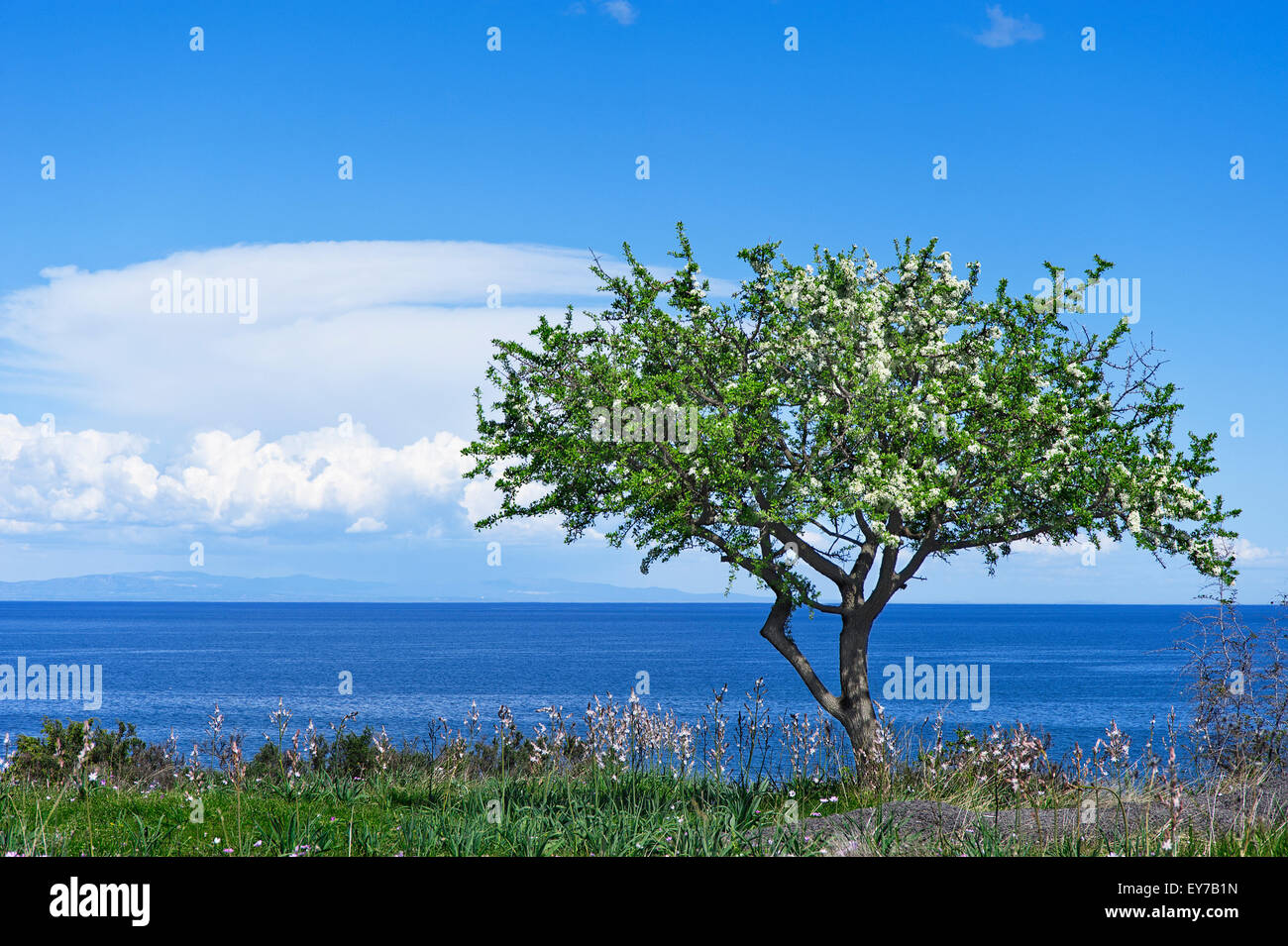 Wild pear tree - Pyrus pyraster - in bloom at the Aegean coast of Greece Stock Photo
