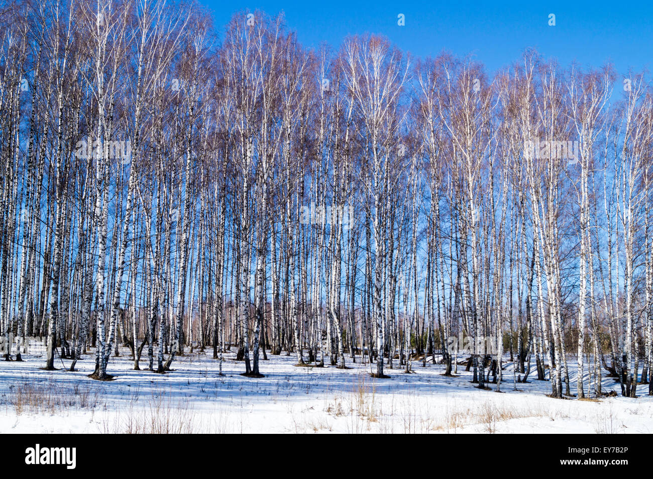 Birch wood on background blue sky Stock Photo - Alamy