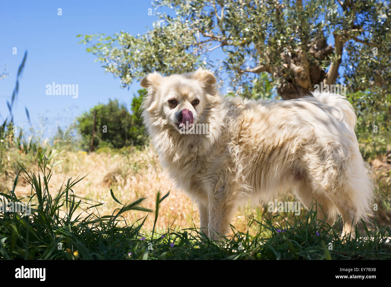Side view of a white Spitz Stock Photo